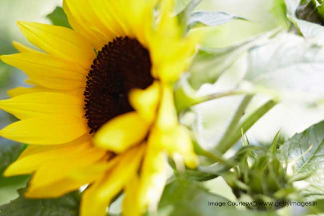 सूरजमुखी के बीज 