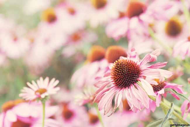 एचिनासा Echinacea