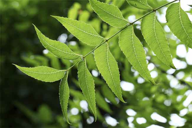 Neem