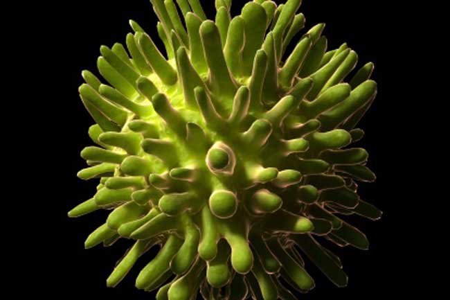 Hepatitis C