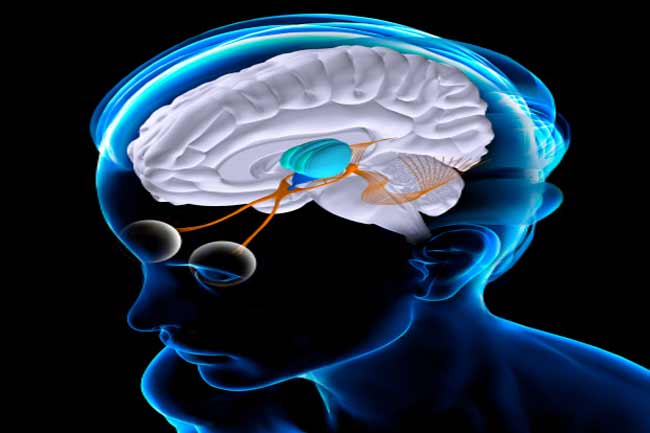 Optic Nerve