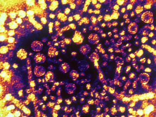 Youngsters are more prone to Hepatitis than Elders
