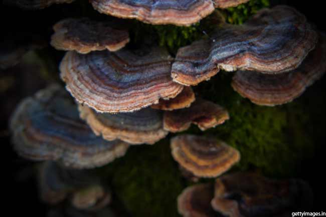 Anti-fungal Properties