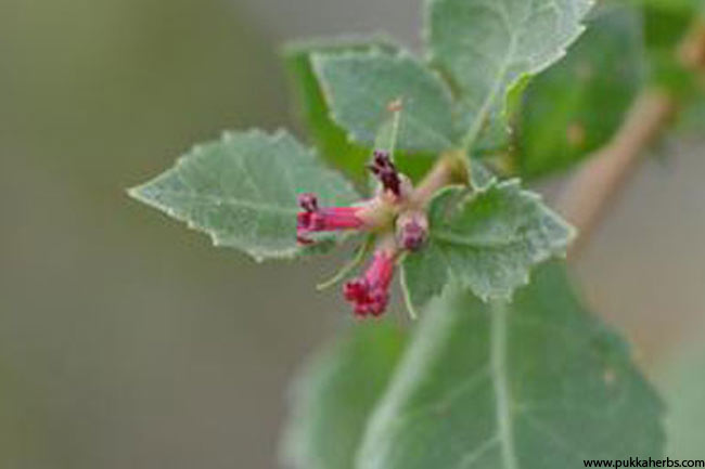 गुग्गुल के स्वास्थ्य लाभ