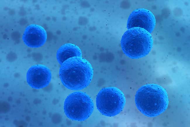 Suppresses Growth of Cancer Cells