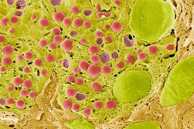Ensures Proper Secretions of Endocrinal System