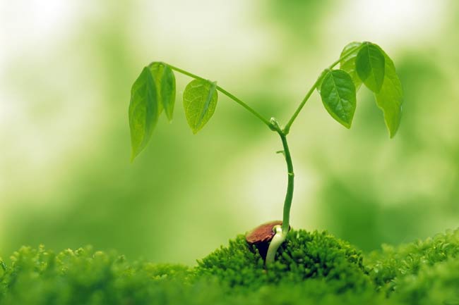 Triphala, the Herbal remedy for Everyday Health Problems