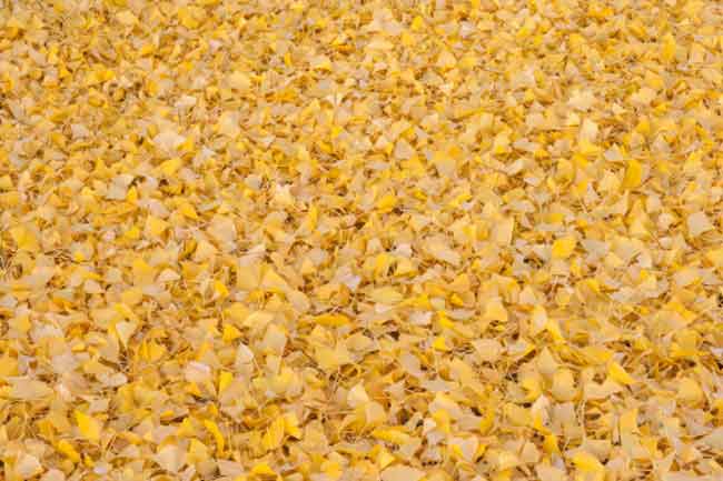जिन्कगो बिलोबा (Ginkgo Biloba)