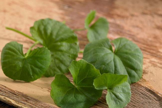 गोटू कोला Gotu Kola