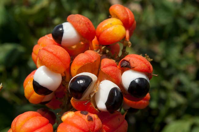 गुअरना (Guarana)