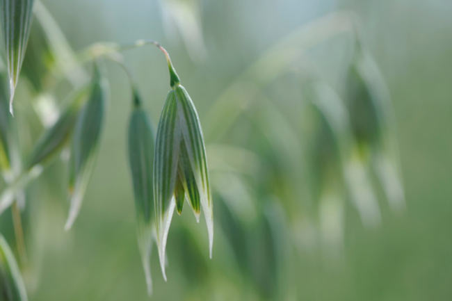 ग्रीन ओट्स (Green Oats)