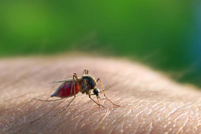 Malaria