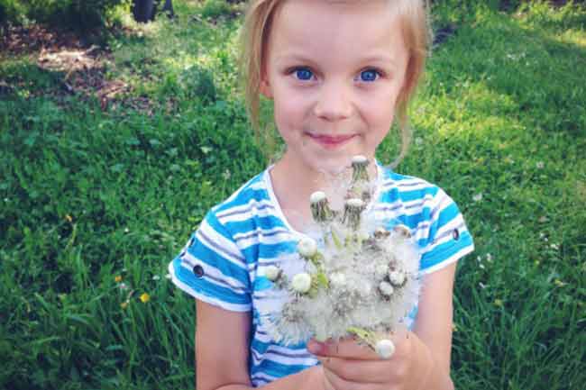 Dandelion