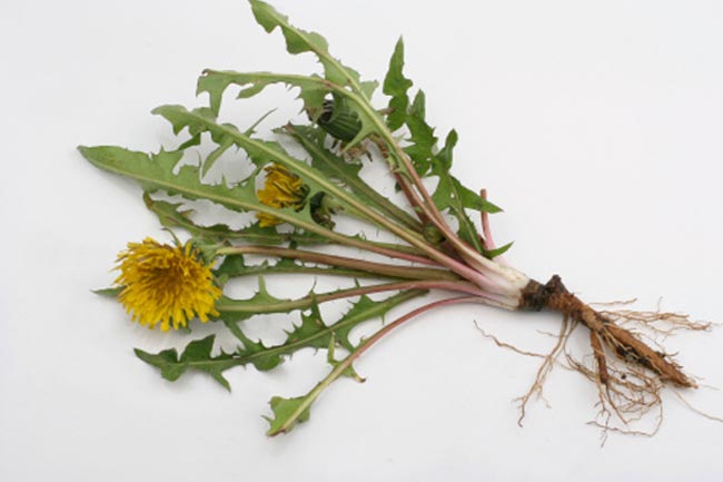 एकनेशिया (Echinacea)