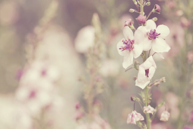 The Root and Flower of Mullein