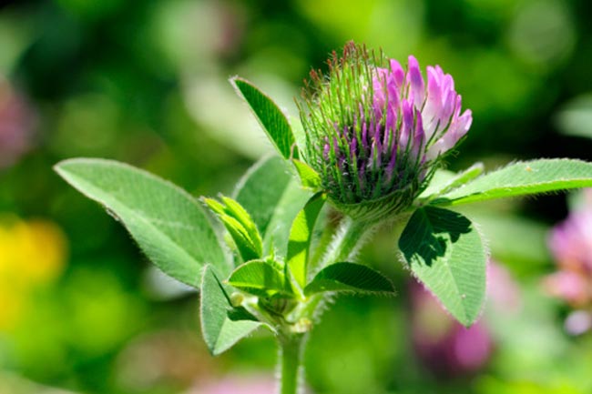 रेड क्लोवर (Red Clover)