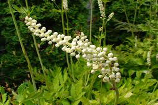 ब्लेक कॉश (Black cohosh)