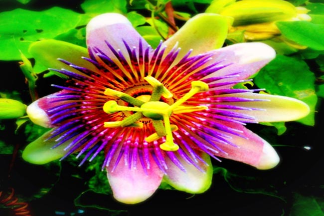 पैशनफ्लॉवर (Passionflower)