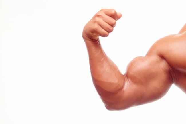 Build Your Biceps