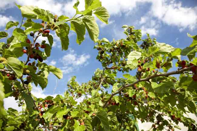 शहतूत (Mulberry)