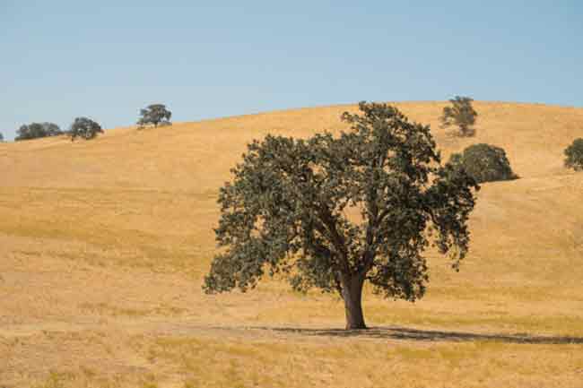 बांज (Oak)