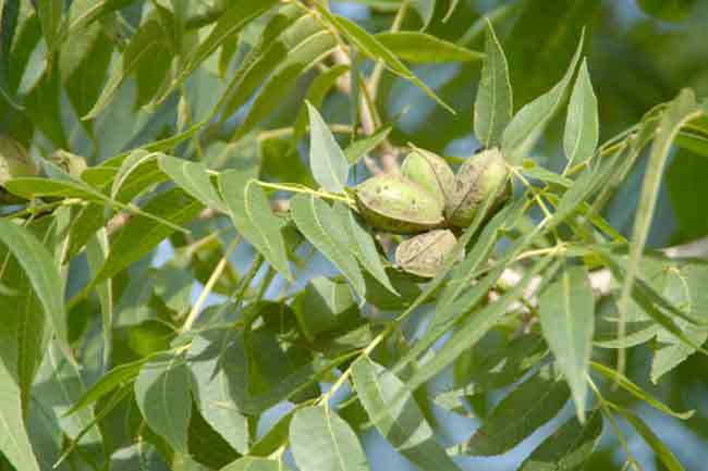 पीकन - एक प्रकार का अखरोट (Pecan)