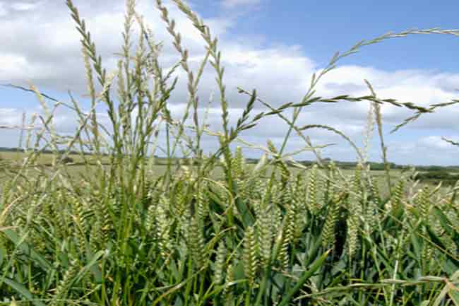 रेग्रास (Ryegrass)