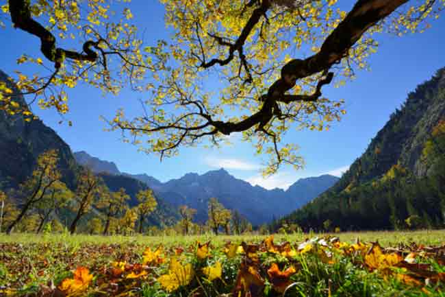 मेपल (Maple)