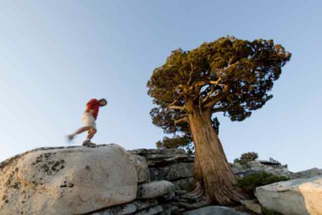 पर्वतीय देवदार (Mountain cedar)