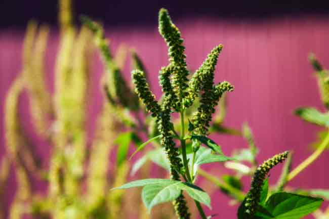 रागवीड (Ragweed)