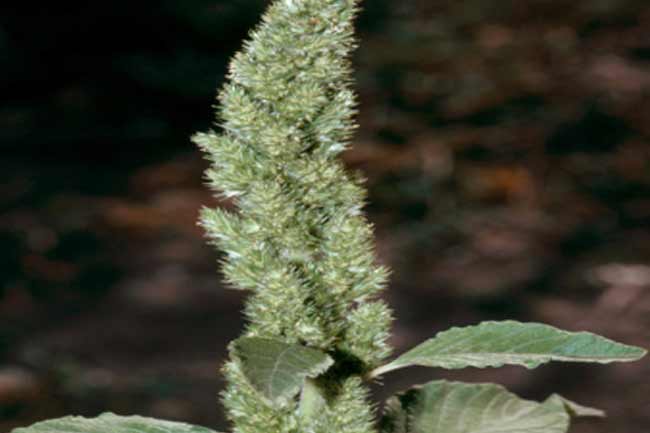 पिगवीड/टंबलवीड (Pigweed/tumbleweed)