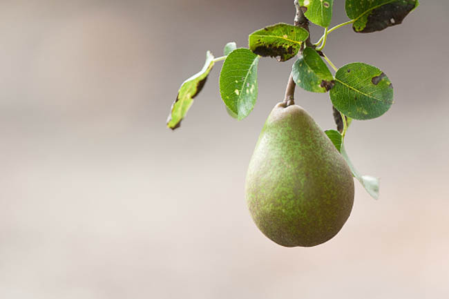 Pears
