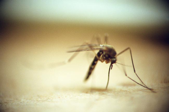Insect Bite Remedies