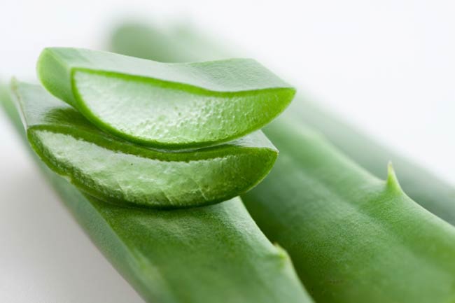Aloe Vera