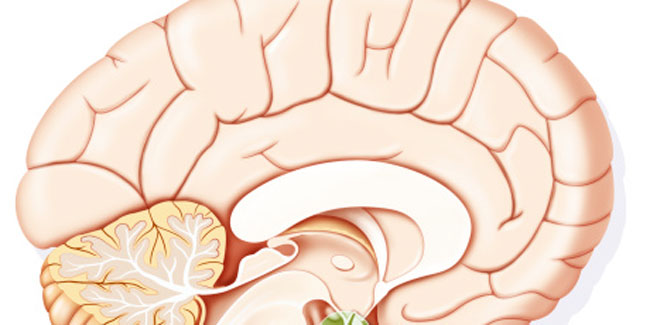 What is Central Nervous System Embyonal Tumour