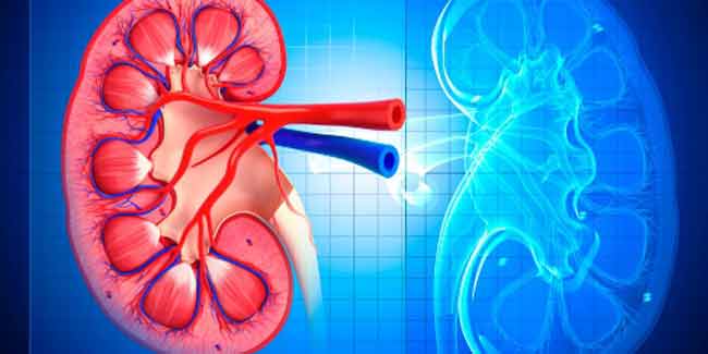 Natural Ways to Detoxify Your Kidneys