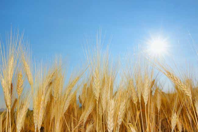 Can Grains Damage Your Skin?