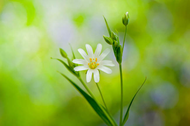 Chickweed Tea