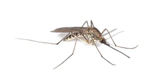 Can Dengue Transfer from Person to Person?