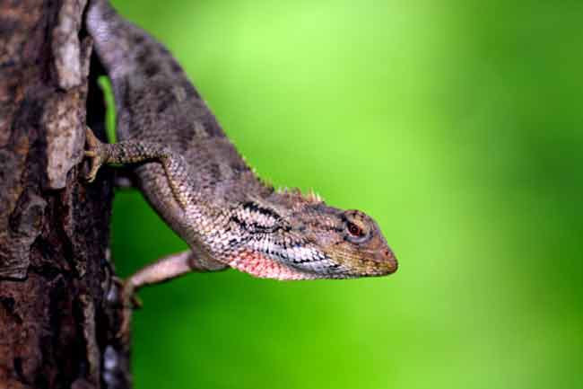 You Change Colours Like a Chameleon