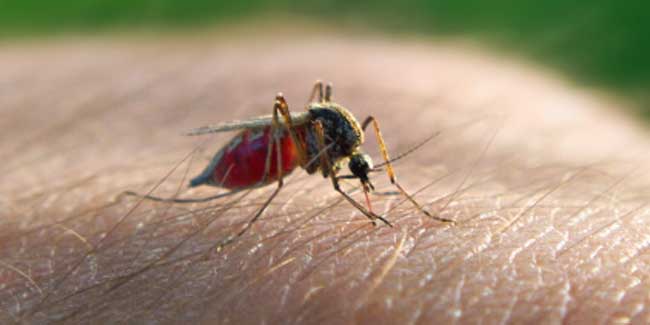 Types of Malaria
