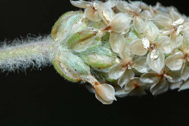 Isabgole ( Plantago ovate)
