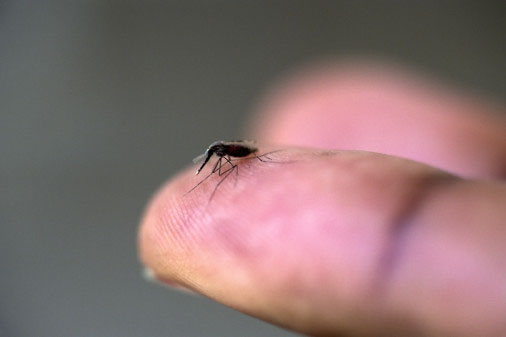 Can Malaria be detected using Breath Test?