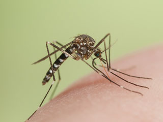 Blame your Genes if you are a Mosquito Magnet