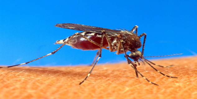 Dengue in Hindi