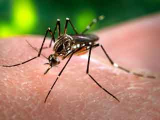 Over 50 dengue diseases have been reported in Delhi