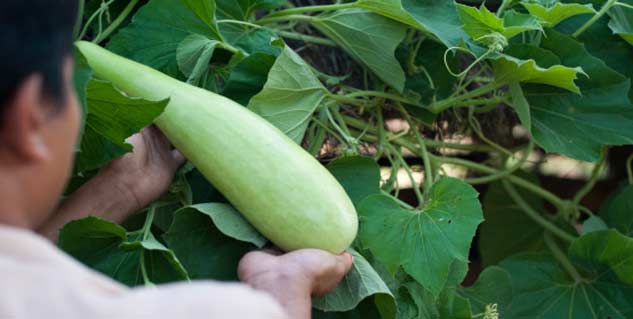 gourd in Hindi 