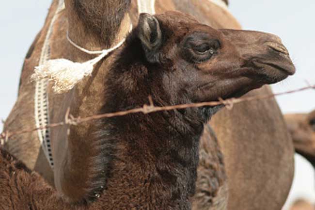 MERS (Middle East Respiratory Syndrome)