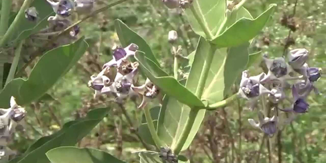 कई गुणों से भरपूर है आक