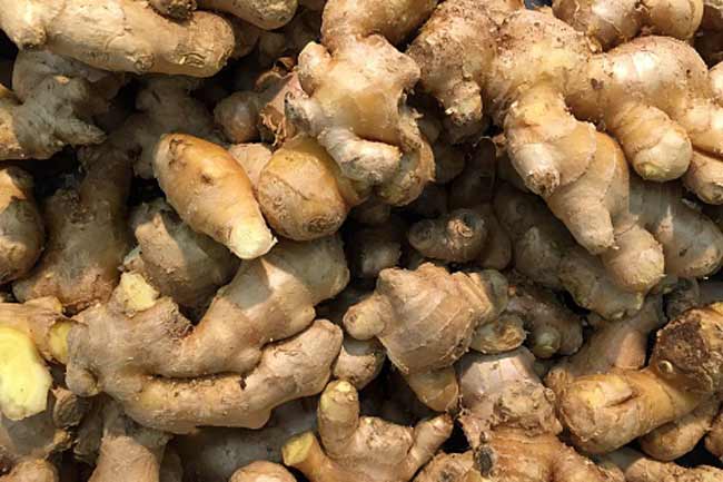 अदरक है स्वास्थ्यवर्द्धक